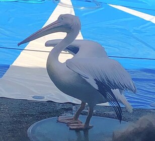 ペリカンが台の上で、長いくちばしを左に向けて立つ。