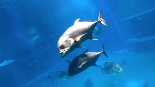 青い水槽で、大きな銀色の魚たちが斜めに泳ぐ。
