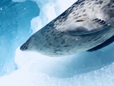 水面近くを泳ぐアザラシの、斑点模様の腹側と前びれを見る。