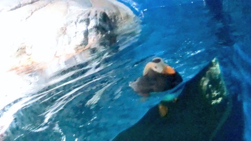 橙色のくちばしの海鳥が、岩のそばの水面に浮かんでいる。