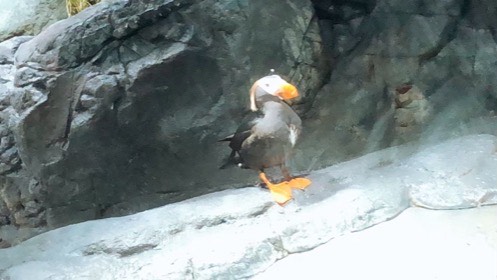 橙色のくちばしと足を持つ海鳥が、岩場に立っている。
