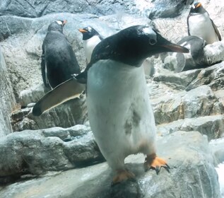 岩場の手前でペンギンが翼を広げ、奥にも仲間が立っている。