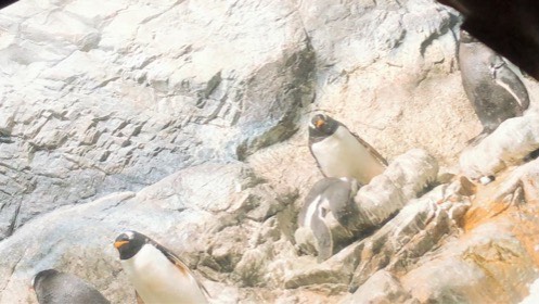 黄色い飾り羽のあるペンギンたちが、段になった岩場にいる。