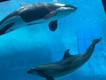 水面近くを泳ぐシャチの下に、灰色のイルカがいる。
