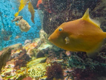 岩と海藻のある水槽で、背びれを立てた茶色い魚が左を向いている。