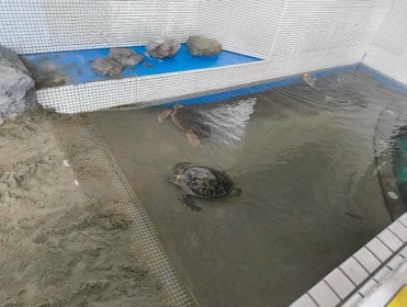 タイルで囲まれた浅いプールに、甲羅の大きなウミガメがいる。
