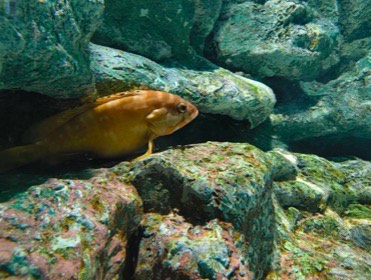 重なった岩のそばで、丸みのある橙色の魚が横を向いている。