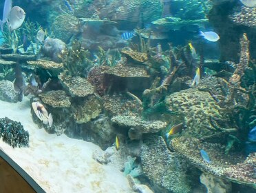 サンゴのような枝状の構造物と白い砂の間を、さまざまな色の魚が泳ぐ。