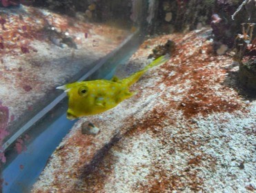 角のような突起がある黄色い魚が、岩のそばを泳ぐ。