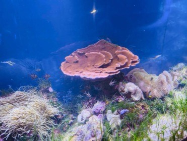 板状に重なった橙色のサンゴの周りを、小さな魚が泳ぐ。