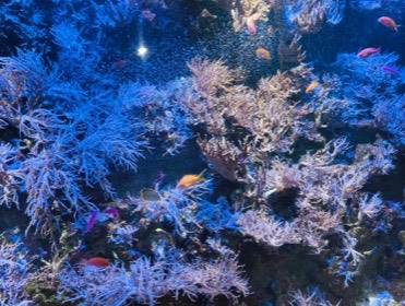 枝分かれした青や淡い紫色のサンゴの間に、橙色や桃色の小魚がいる。