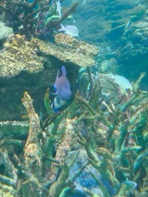 枝状のサンゴが伸びる水槽を、淡い紫色の魚が泳ぐ。