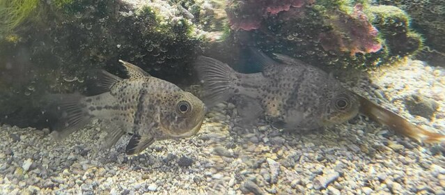 縞模様の魚が2匹、砂利の上に並んでいる。