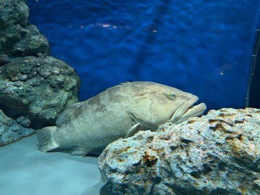 厚い唇の大きな魚が、砂地の岩陰にいる。