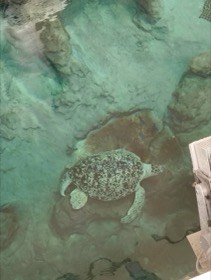 まだら模様の丸い甲羅を持つカメを、水面越しに上から眺める。