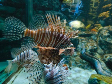 縞模様の魚が、長い背びれと扇状の胸びれを広げている。