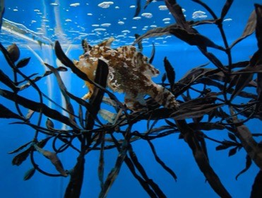 海藻の間に、白と茶色のまだら模様の魚がいる。