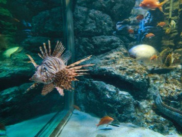 岩場の水槽で、縞模様の魚がひれを広げて正面を向く。