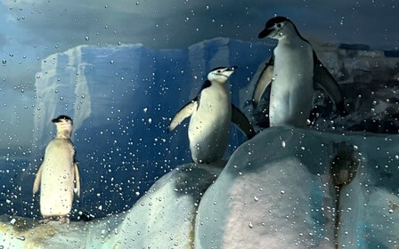 岩場に立つ3羽のペンギンを、水滴の付いたガラス越しに見る。