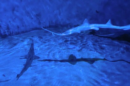ノコギリ状の長い口先を持つエイが、青い水槽の底近くを泳ぐ。