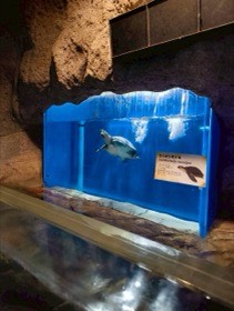 岩に囲まれた青い水槽で、ウミガメが泳いでいる。