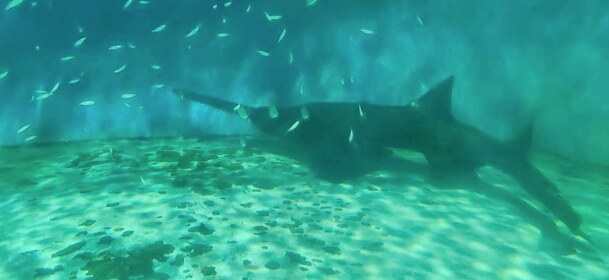長い口先と大きな背びれを持つ魚の周りを、小魚が泳ぐ。