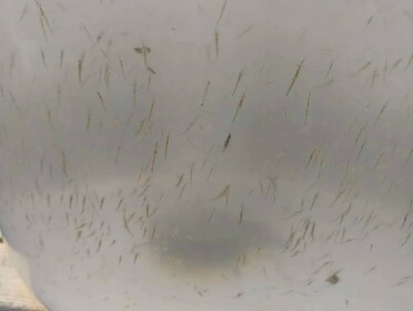 細長く透明な小さな生きものが、水中に多数浮かんでいる。