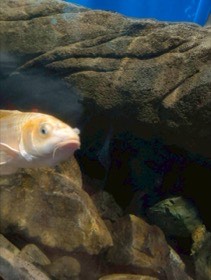 岩陰から、淡い橙色の魚が丸い口をこちらに向けている。