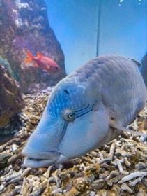 額の盛り上がった青い魚が、砂利のすぐ上でこちらを向く。