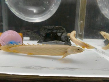 淡い黄色の細長い魚が、白い水槽底の近くを泳ぐ。