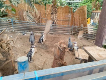 木と柵に囲まれた土の展示場に、ペンギンたちが立っている。