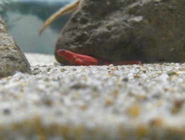 砂利の上の岩陰から、赤いイモリが顔を出している。