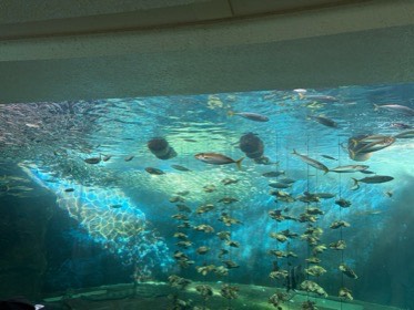 水面から光が差す大きな水槽を、銀色の魚の群れが泳ぐ。