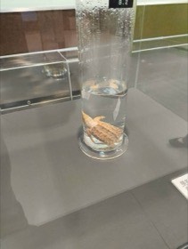 硬いうろこが重なる魚の標本を、液体の入った円筒容器で展示している。