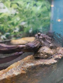 流木と岩の境目に、褐色のカエルが重なっている。