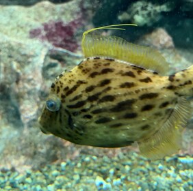 黒い斑点がある黄色い魚が、岩のそばでひれを広げている。