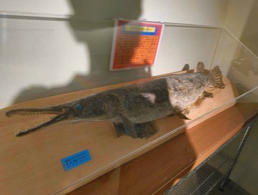 長い口先と硬いうろこを持つ魚の標本が、展示ケースに横たわる。
