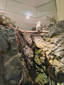 岩壁の上に渡した枝に、白い頭の鳥が止まっている。