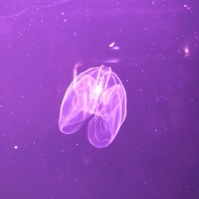 紫色の光の中に、透けた体の丸い生きものが浮かんでいる。