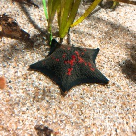 赤い模様のある黒いヒトデが、砂地に広がっている。
