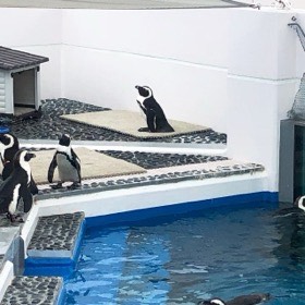 白い壁と青いプールに囲まれた展示場で、ペンギンたちが立っている。