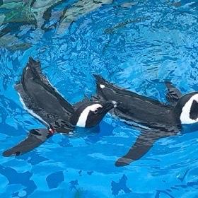 2羽のペンギンが、青いプールの水面を並んで泳ぐ。