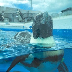 ペンギンがガラスのすぐ前で顔を上げ、水面からくちばしを出している。