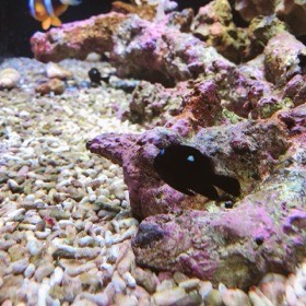 白い斑点のある黒い魚が、サンゴの岩のそばにいる。