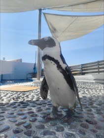 四国水族館の写真