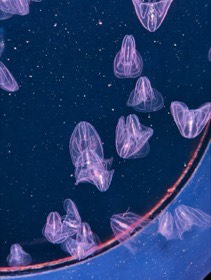 四国水族館の写真