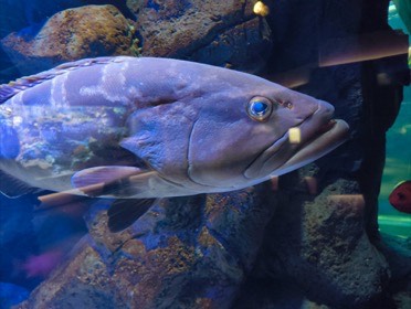 四国水族館の写真