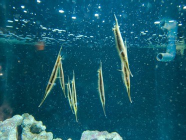 四国水族館の写真