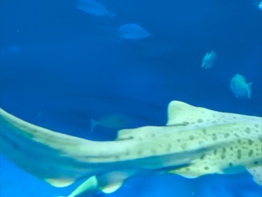 四国水族館の写真
