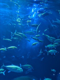 四国水族館の写真